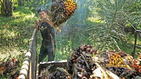 Brüssel will Entwaldung stoppen