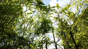 Wann ist eine Hecke eine Hecke?