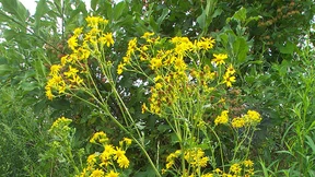 Das Kreuz mit dem Kreuzkraut