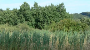 Feuchtgebiet ohne Torf