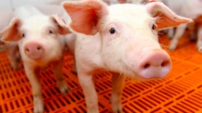 Woher kommt mein Fleisch?