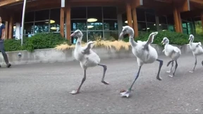 Wettlauf der Mini-Flamingos