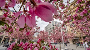 Zieräpfel entfalten ihre Blütenpracht