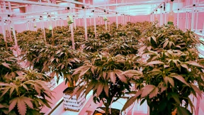 Freies Gras für freie Konsumenten?