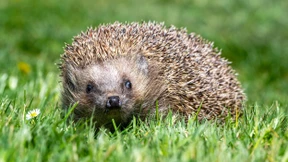 Igel verhungern und verdursten