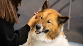 Deutsche geben 2024 mehr als sieben Milliarden für Haustiere aus