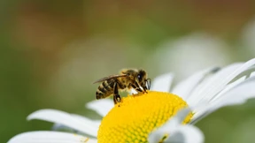 Welche Folgen hat das Bienensterben?