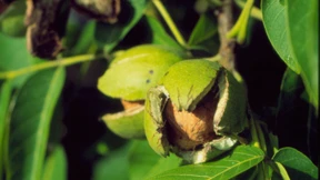 Von guten und schlechten Walnüssen