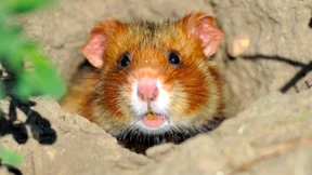 Possierlich und gefährdet