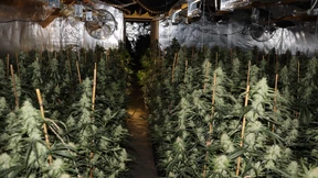 Polizei zerstört Plantage mit 1400 Cannabispflanzen