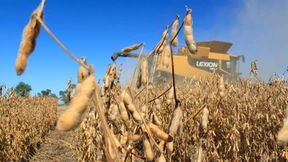 Soja gegen den Proteinmangel