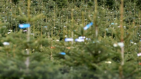 Warum Weihnachtsbäume sehr teuer werden könnten