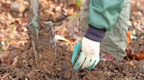 Trockenheit behindert Wiederaufforstung