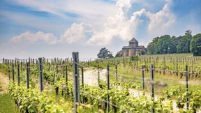 Riesling-Schleifen für die Halbtagswanderung