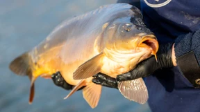 Weihnachtskarpfen verursacht Verkehrsunfall