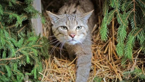 Wie sich die Wildkatzen wieder verbreiten