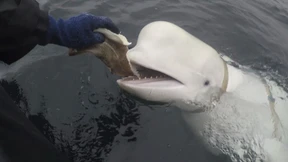 Mutmaßlicher Spionagewal tot aufgefunden