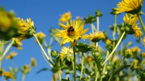 Was tut die Landwirtschaft für den Umweltschutz?