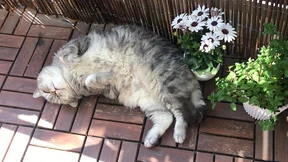 Wie ich lernte, eine Katze zu lieben