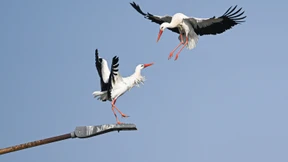 Der Schutz der Ehe ist ein Gebot der Nachhaltigkeit