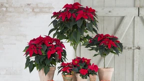 AfDler entdecken das Märchen vom Herbststern