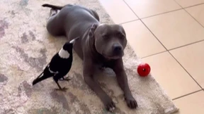 „Zerstört nicht ihre Freundschaft“ – Elster und Hund wieder vereint