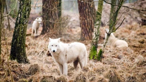Frühlingsgefühle im Wildpark