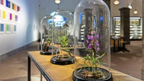 Ein Raum für Schmetterlinge und Wandel