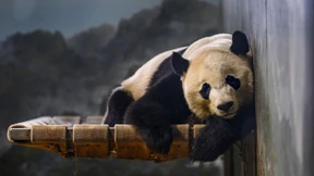 Panda zieht zurück nach China