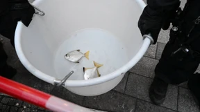 Einige Fische werden gerettet