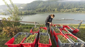 Barock ist für die Kirche, nicht für die Flasche