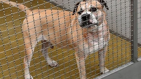 Der Untertan auf vier Beinen