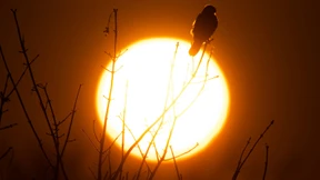 Forscher beweisen erstmals CNO-Zyklus in der Sonne