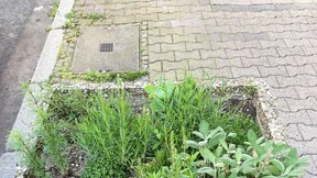 Hilfe bei Pflanzenklau