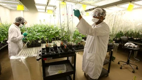 China erlaubt Monsanto-Übernahme - unter Auflagen