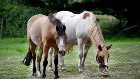 Elf Pferde wegen Herpesinfektion eingeschläfert