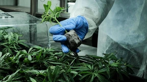 Cannabis-Nachfrage steigt rasant