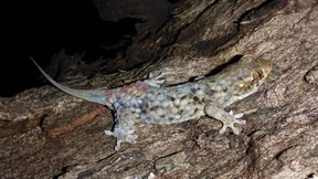 Ein Gecko fährt aus der Haut