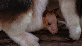 Baumkänguru-Baby lässt sich blicken