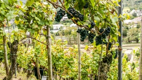 Lage ist alles – auch beim Wein, oder?