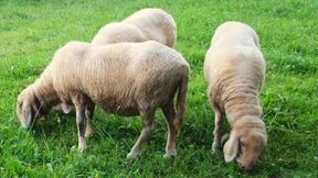 Generationenvertrag der Modernisierungsgewinner