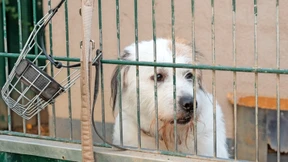 Tierhelfer brauchen selber Hilfe