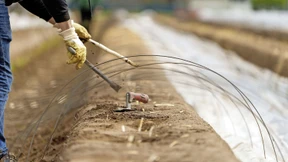 „Jeder soll sich Spargel leisten können“