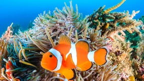 Nemo lässt grüßen