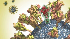 Das Risiko der Evolution