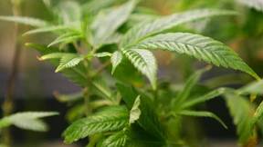 Wenn Marihuana-Anbauer Wasser von der Kirche klauen