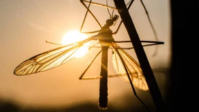 Mehr Arbeit für die Stechmückenjäger am Rhein