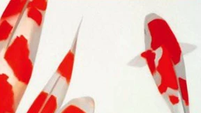 Fenster ohne Aussicht 