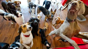 „Ein Hund sollte nur ein Drittel des Tages von Menschen getrennt sein“