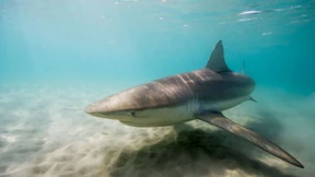 Vor Israels Küste tummeln sich massenhaft Haie